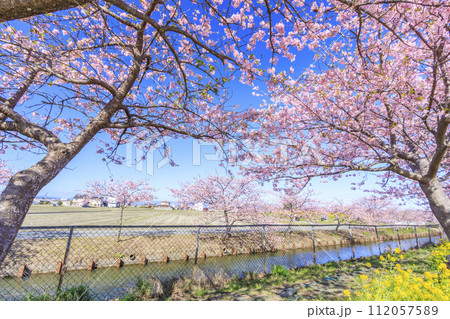 笠松河津桜ロード 112057589