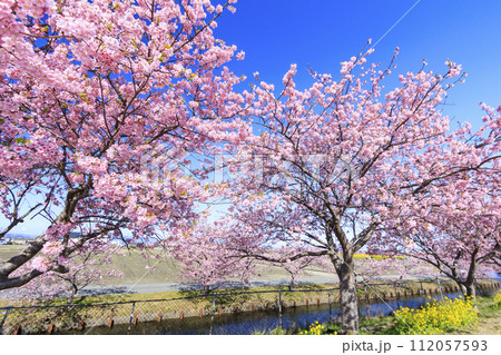 笠松河津桜ロード 112057593