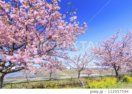 笠松河津桜ロード 笠松河津桜ロード 112057594