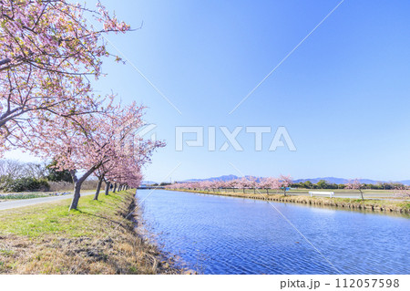 笠松河津桜ロード 笠松河津桜ロード 112057598