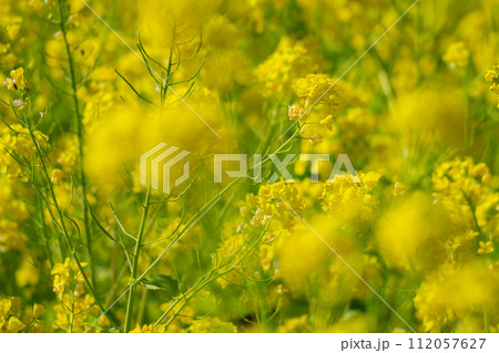 日本庭園に咲く美しい菜の花とウグイス 112057627