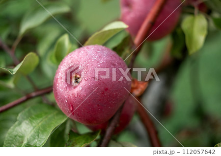 Ripe Apples in the Apple Orchard before Harvesting. Big Red delicious Apples Hanging from Tree Branch in the Fruit Garden. Fall Harvest. Picture of Autumnal Apple. Autumn Cloudy Day, Soft Shadow. Bio Ripe Apples in the Apple Orchard before Harvesting. Big Red delicious Apples Hanging from Tree Branch in the Fruit Garden. Fall Harvest. Picture of Autumnal Apple. Autumn Cloudy Day, Soft Shadow. Bio 112057642