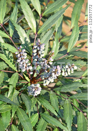 ホソバヒイラギナンテン（細葉柊南天） 112057772