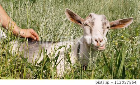 Woman hands stroking gray and white grazing goatling chewing grass on sunny field closeup. Funny adorable baby goat graze pasture summer meadow outdoor relaxing countryside sunlight with female arm Woman hands stroking gray and white grazing goatling chewing grass on sunny field closeup. Funny adorable baby goat graze pasture summer meadow outdoor relaxing countryside sunlight with female arm 112057864