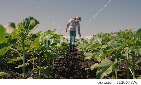 farmer touches green leaf sunflower, farmer walks rubber boots along rows crops farm, agriculture, young sunflower sprout, growing out from soil, sunflower sprouts, sapling, rows young, natural farmer touches green leaf sunflower, farmer walks rubber boots along rows crops farm, agriculture, young sunflower sprout, growing out from soil, sunflower sprouts, sapling, rows young, natural 112057876