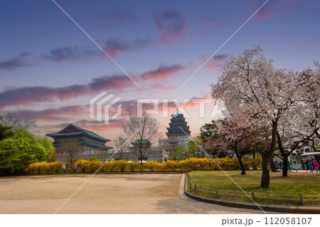 Gyeongbokgung palace in sunset with cherry blossom tree in spring time in Seoul, South Korea. 112058107
