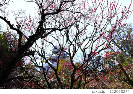 手入れされた後楽園の美しい梅の花 手入れされた後楽園の美しい梅の花 112058274