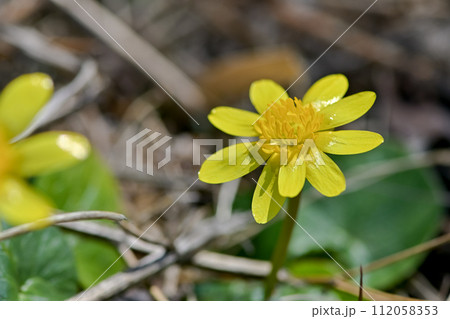 ヒメリュウキンカ 112058353
