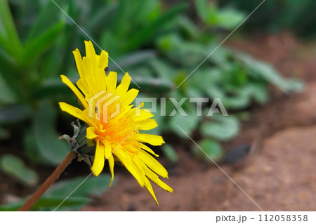 Beautiful yellow dandelion flower on a blurred background of grass and earth. Simple, ordinary things that are familiar to everyone and excel in their simplicity Beautiful yellow dandelion flower on a blurred background of grass and earth. Simple, ordinary things that are familiar to everyone and excel in their simplicity 112058358