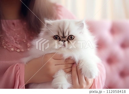 Popular Persian playful kitten cat breed Popular Persian playful kitten cat breed 112058418