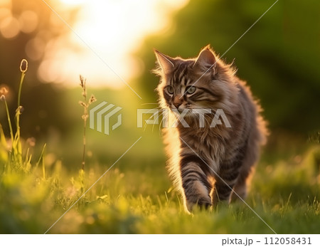Adorable, striped playful cat walking in the filed Adorable, striped playful cat walking in the filed 112058431