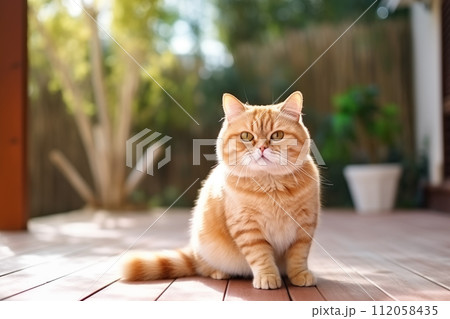 Exotic shorthair playful kitten cat breed Exotic shorthair playful kitten cat breed 112058435