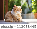 Exotic shorthair playful kitten cat breed 112058445