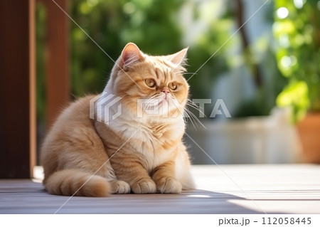 Exotic shorthair playful kitten cat breed 112058445