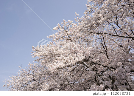 滋賀県三井寺で晴天の日に撮影。青空と桜の対比が綺麗！対角線構図で撮影 112058721