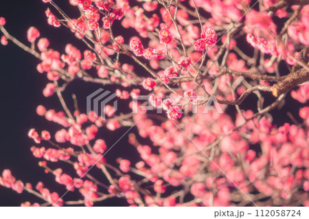 夜にライトアップされた梅の花 112058724