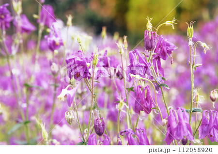 Aquilegia vulgaris flowers blooming with light bright petals. Spring blurred background of nature. Low mountain range. Aquilegia vulgaris flowers blooming with light bright petals. Spring blurred background of nature. Low mountain range. 112058920
