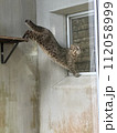 のびするツシマヤマネコ 112058999