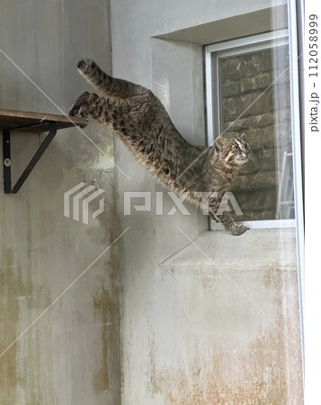 のびするツシマヤマネコ 112058999