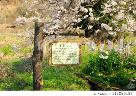 清水の桜 112059157