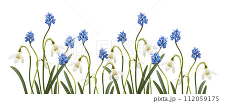 Small blue flowers of muscari  and snowdrops in a spring floral border isolated on white 112059175