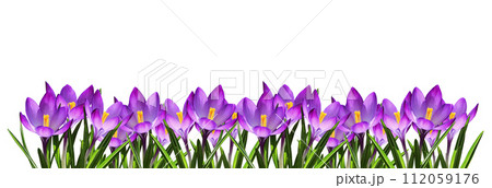 Purple crocus flowers and leaves in a spring floral border isolated on white 112059176