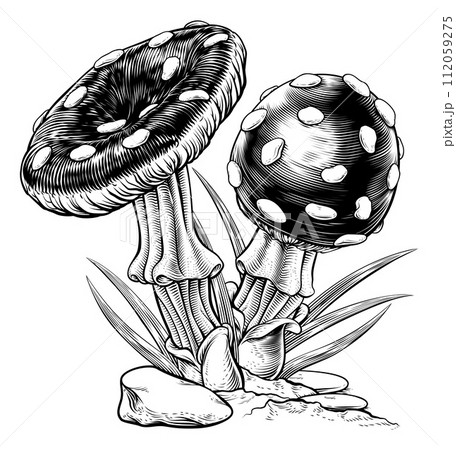 Mushrooms Toadstools Vintage Engraved Woodcut 112059275