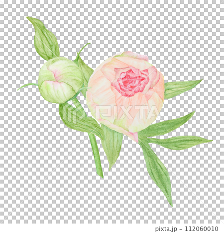 Peach peony bouquet watercolor hand drawn painting. Chinese national symbol illustration. Realistic flower clipart, floral arrangement for card design, wedding invitation, prints, textile, packing 112060010