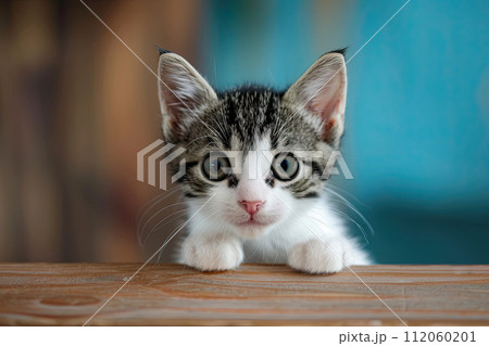 Cute little kitten sitting on table and looking at camera 112060201