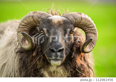 Portrait of a ram 112061456