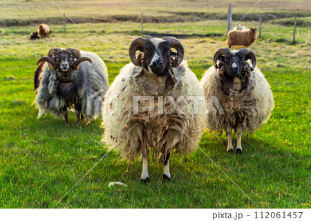 Sheeps in Kalfafell, Iceland Sheeps in Kalfafell, Iceland 112061457