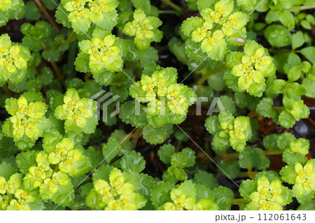 ネコノメソウの花 112061643
