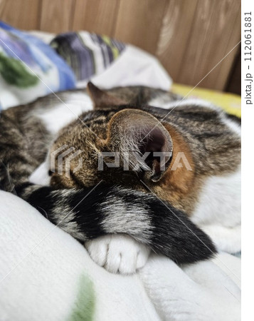 おやすみ　猫　しましましっぽ 112061881