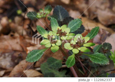 ヨゴレネコノメソウの花 ヨゴレネコノメソウの花 112062337