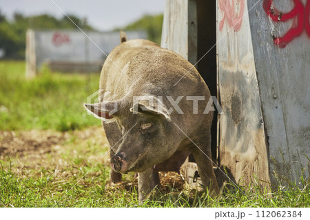 Eco pig farm in the field in Denmark 112062384