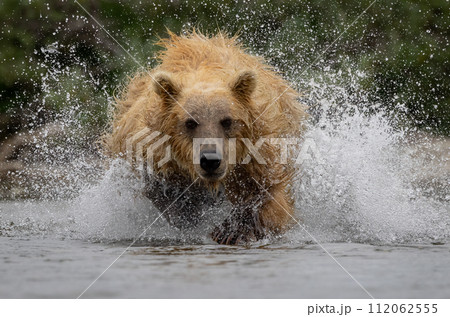 Brown Bear Fishing for Sockeye Salmon in Alaksa  112062555