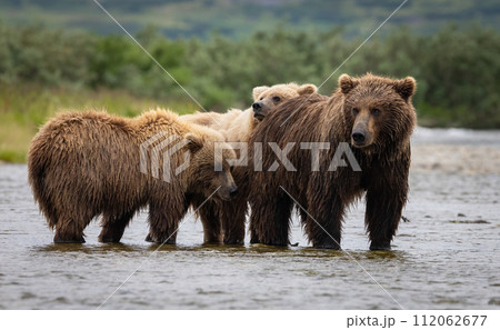 Brown Bear Fishing for Sockeye Salmon in Alaksa  112062677