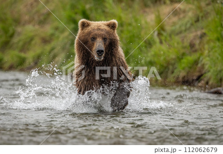 Brown Bear Fishing for Sockeye Salmon in Alaksa  112062679