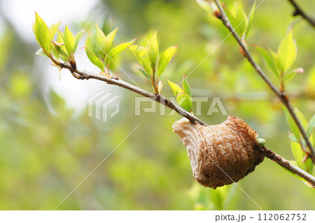 オオカマキリの卵 オオカマキリの卵 112062752