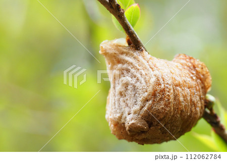 オオカマキリの卵 オオカマキリの卵 112062784