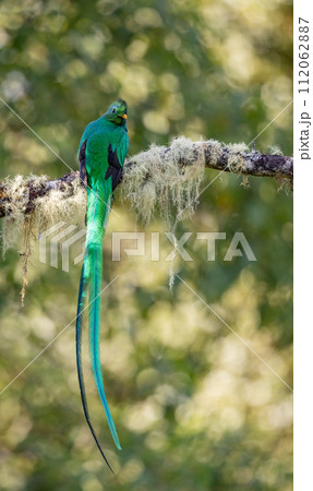 Resplendent Quetzal in Costa Rica  112062887