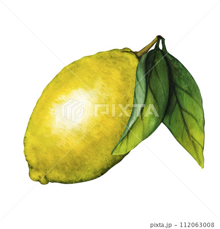 Watercolor fresh lemon. Hand drawn botanical illustration of yellow citrus fruits isolated on white background. Clipart objects for design and decoration, package, cards 112063008