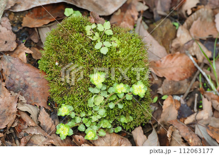 ネコノメソウの花と苔 112063177