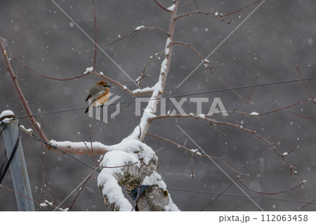 雪の中で丸くなる百舌鳥 112063458