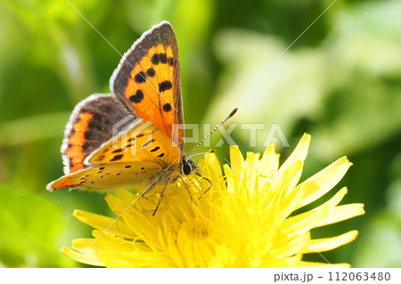 カントウタンポポの花を吸蜜中のベニシジミ カントウタンポポの花を吸蜜中のベニシジミ 112063480