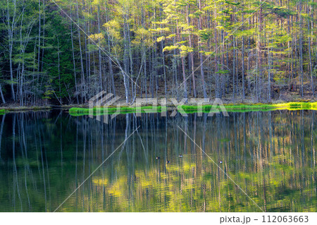 【新緑素材】初夏の御射鹿池【長野県】 【新緑素材】初夏の御射鹿池【長野県】 112063663