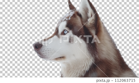 西伯利亞哈士奇圖 西伯利亞哈士奇圖 112063715