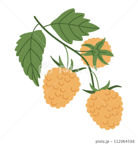 Yellow Raspberry Art Yellow raspberry branch. Edible yellow berries...のイラスト素材 [112064588 ...