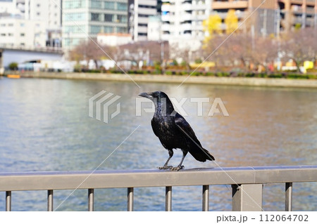 ハシボソガラス 112064702