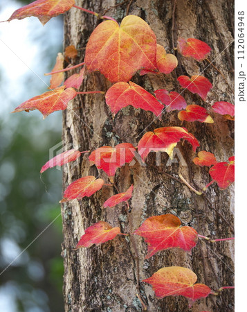 蔦紅葉の写真素材 [112064948] - PIXTA